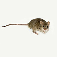 Profile of a house mouse