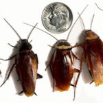 Examples of cockroaches and pest control in Denver