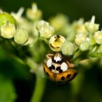 Lady bug helping with pest control in Denver