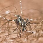 Mosquito and insect control in Denver