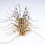 House centipede and insect control in Denver