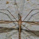 Cranefly and insect control in Denver