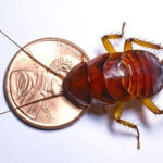 Cockroach and insect control in Denver