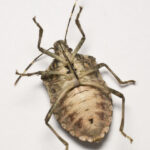 Stink bug and insect control in Denver
