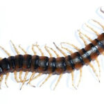 Tiger centipede and insect control in Denver