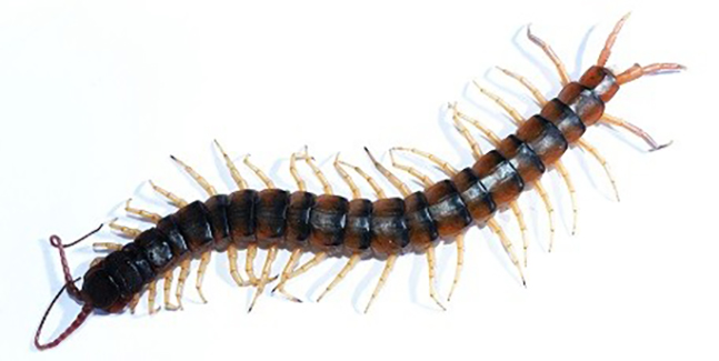 Tiger centipede and insect control in Denver