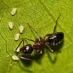 Ant control in Denver