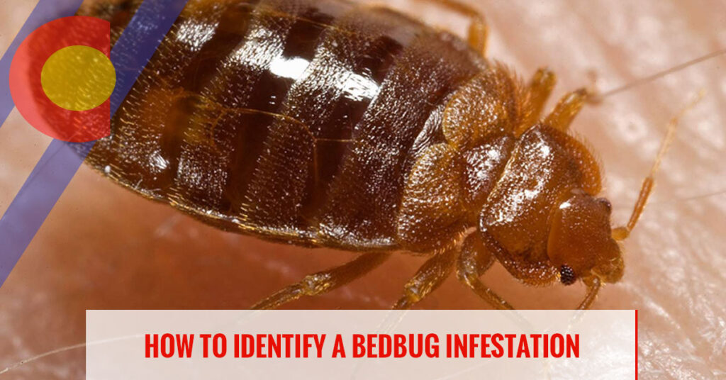 How to identify a bed bug infestation