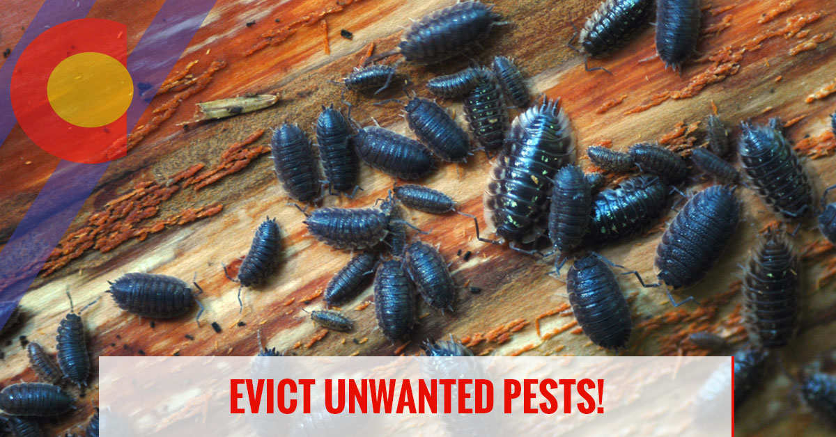 Evict unwanted pests with integrated pest control in Denver