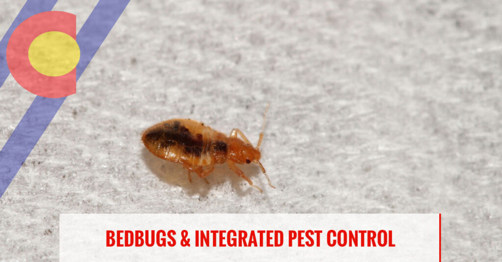 Bed bugs and integrated pest control in Denver