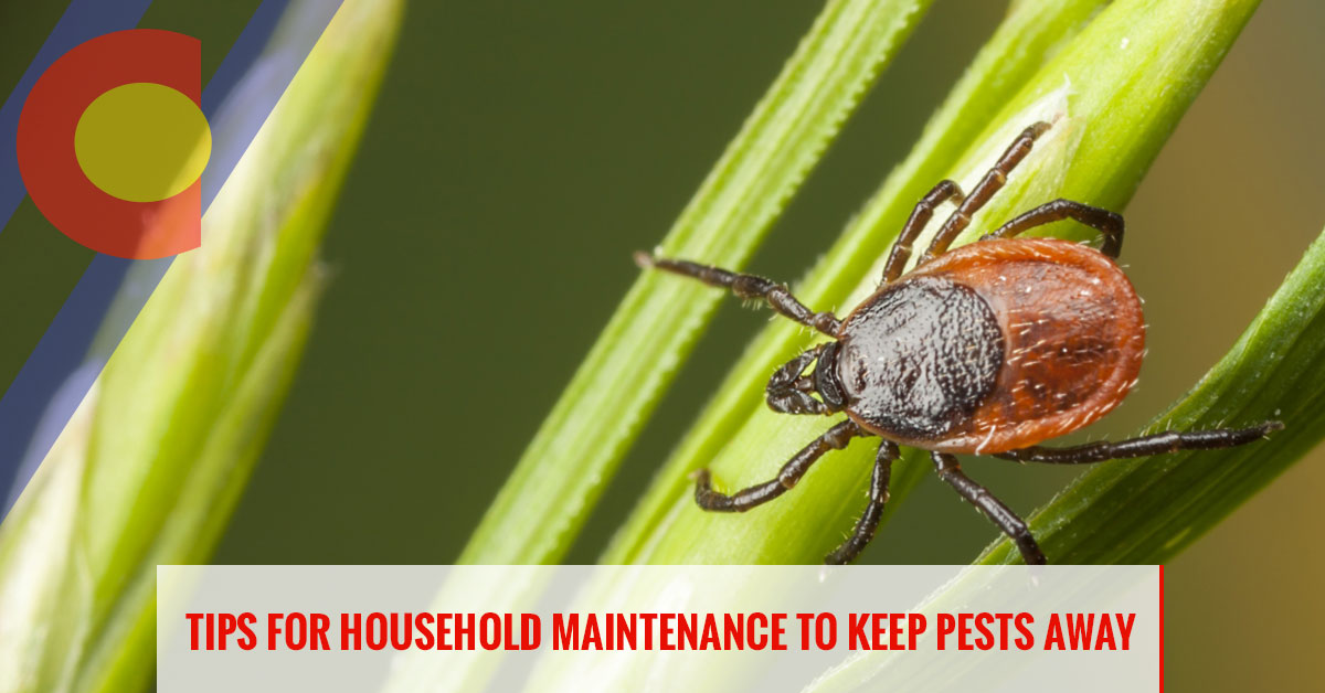 Tips for household maintenance to keep pests away