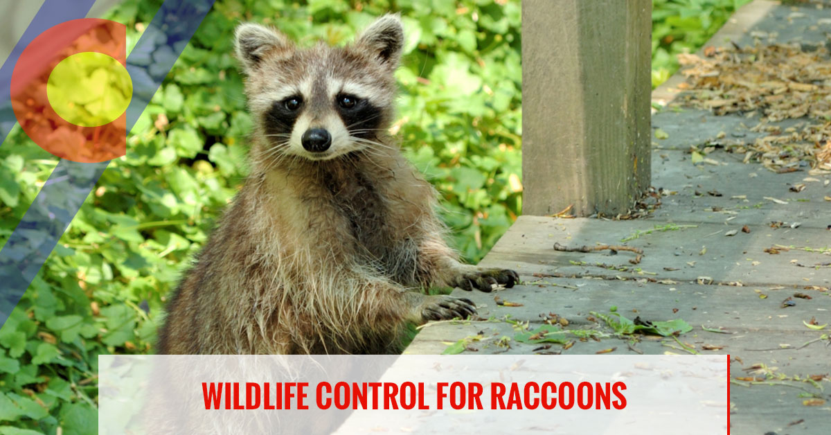 Wildlife control for raccoons
