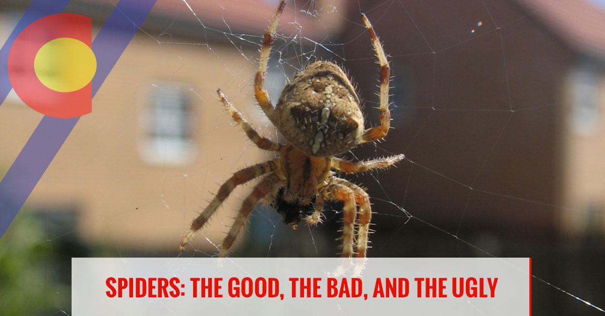 Spiders: the good, the bad, and the ugly