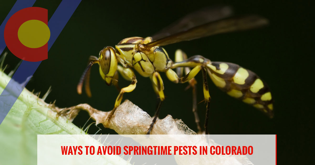 Ways to avoid springtime pests in Colorado