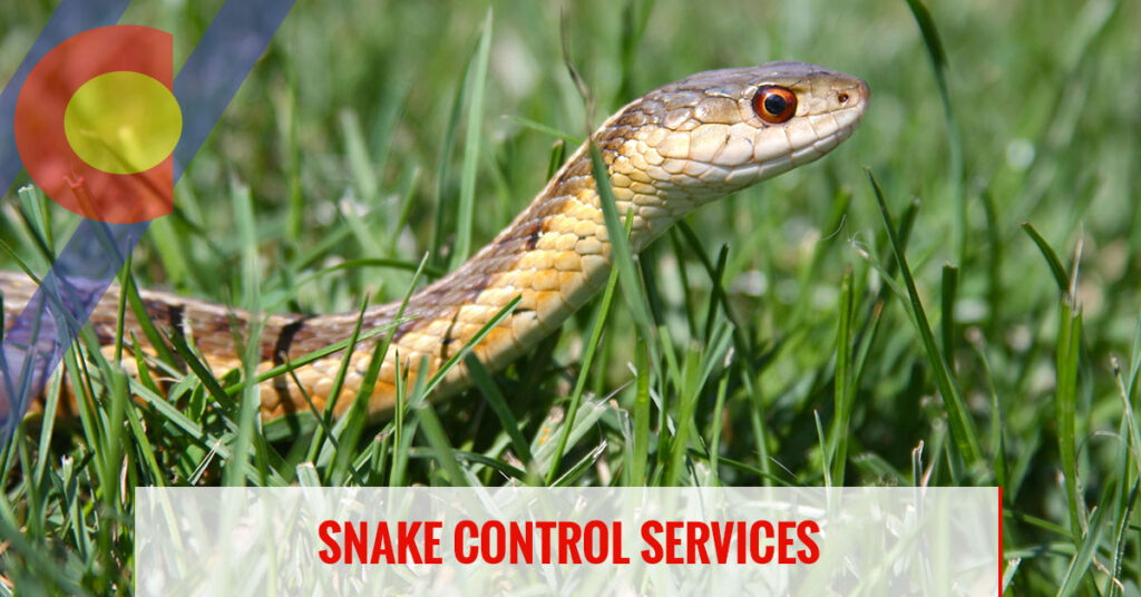 Snake control services in Denver