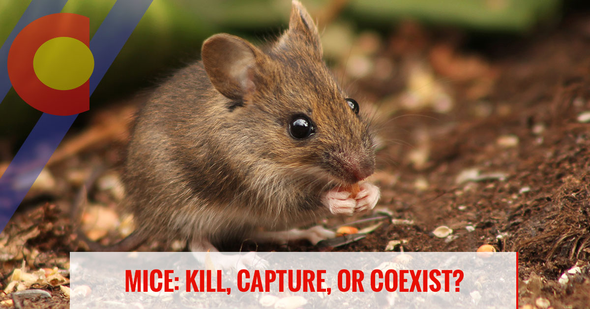 Mice: kill, capture, or coexist