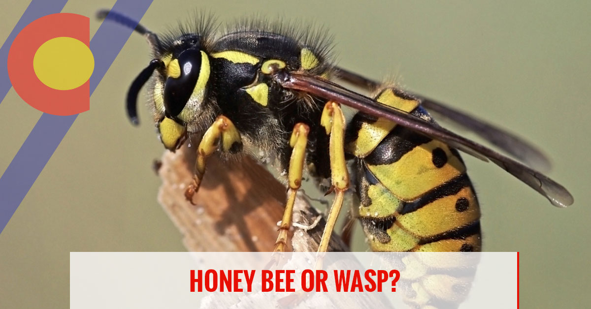Learn the difference between honey bees and wasps