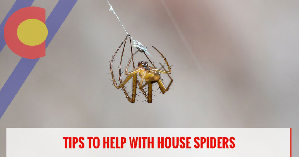 Tips to help with house spiders