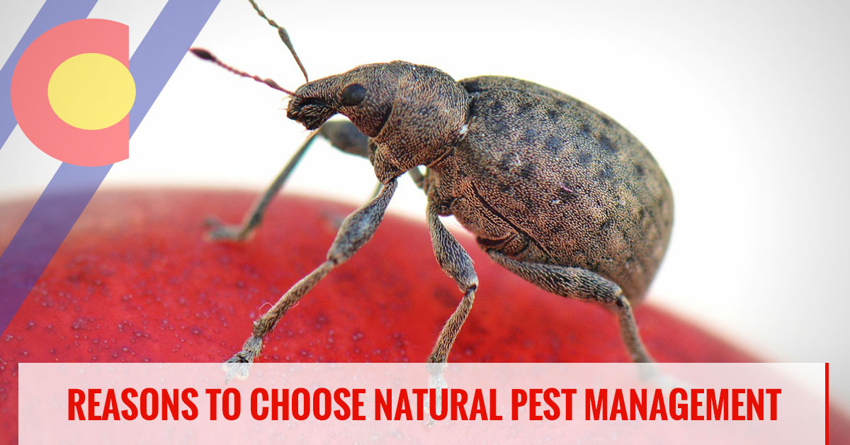Reasons to choose natural pest management solutions
