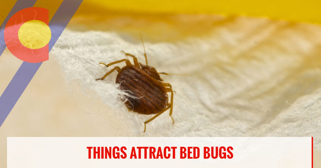 Things that attract bed bugs