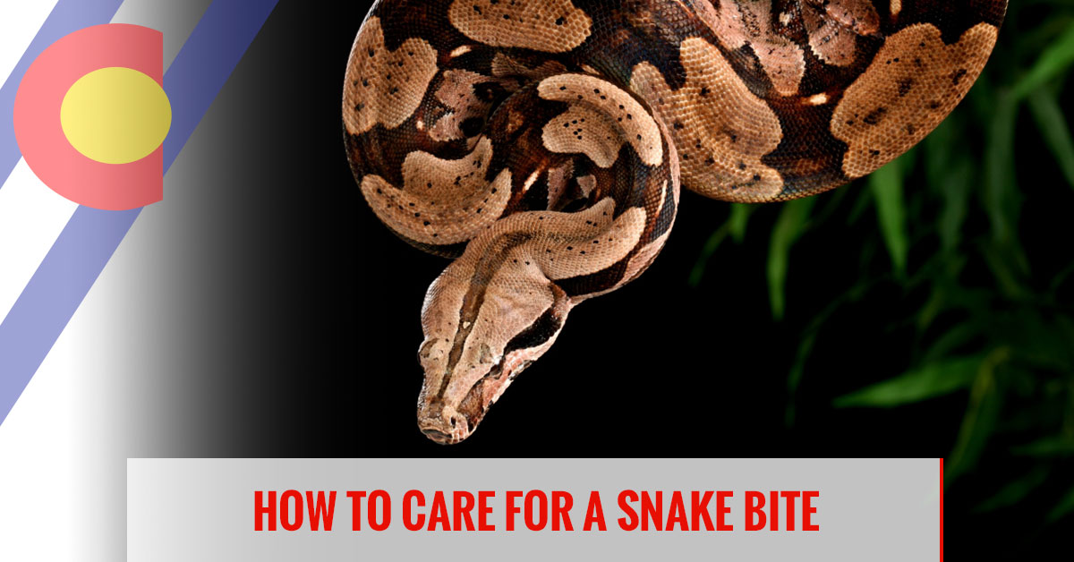 How to care for a snake bite