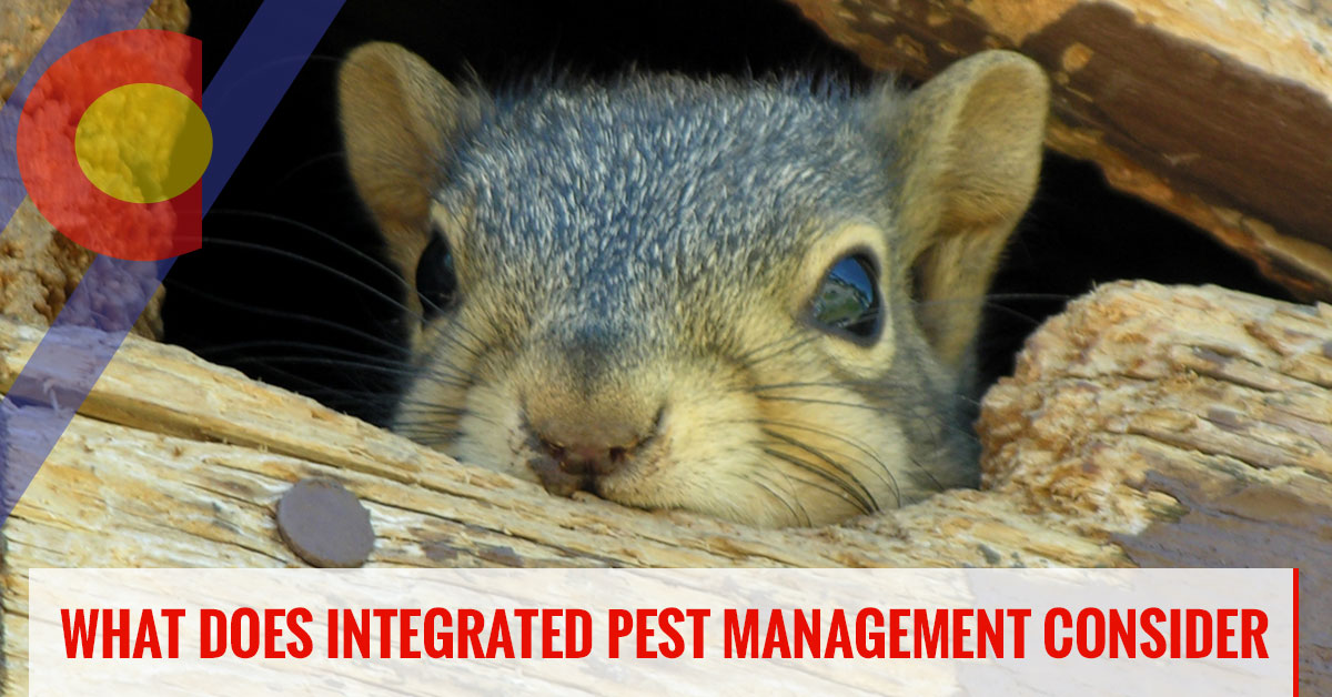 What does integrated pest management consider