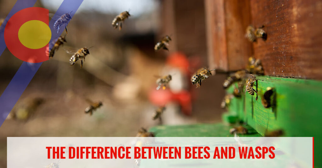 The difference between bees and wasps