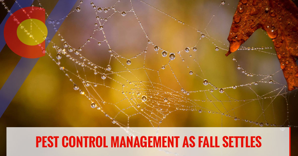 Fall pest management services you'll need