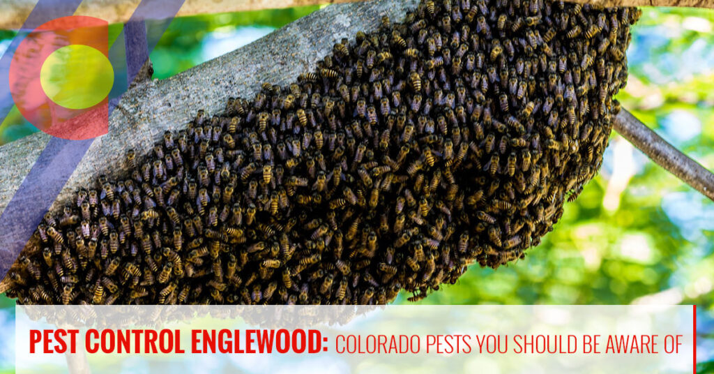 Bees and other Colorado pests you should be aware of