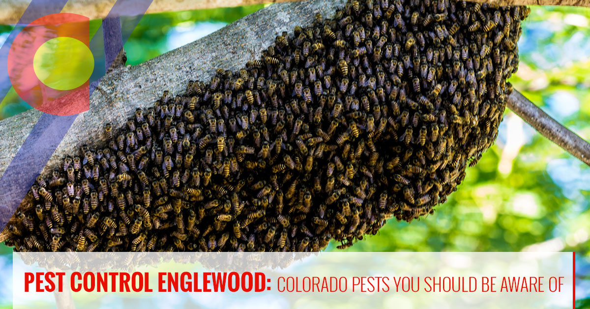 Bees and other Colorado pests you should be aware of