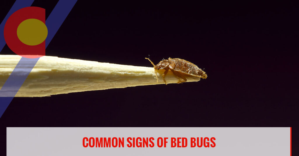 Common signs of bed bugs to watch out for
