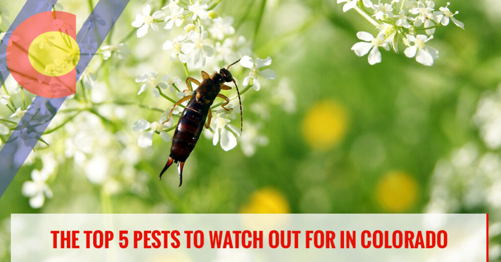 The top 5 pests to watch out for in Colorado
