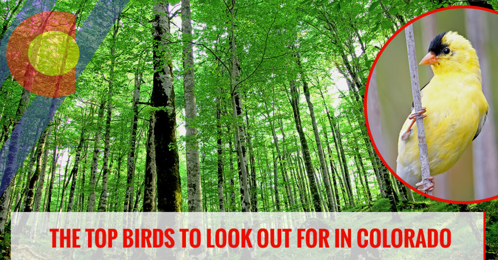 The top birds to look out for in Colorado