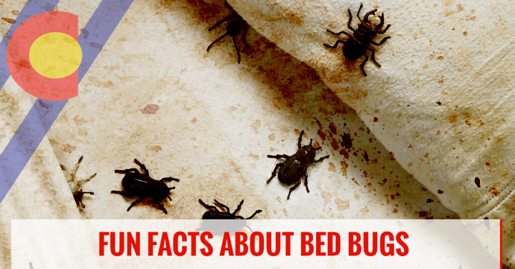 Facts about bed bugs