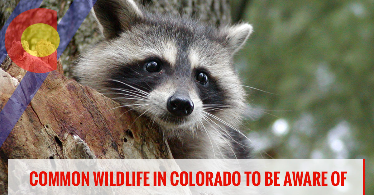 Common wildlife to watch out for in Colorado