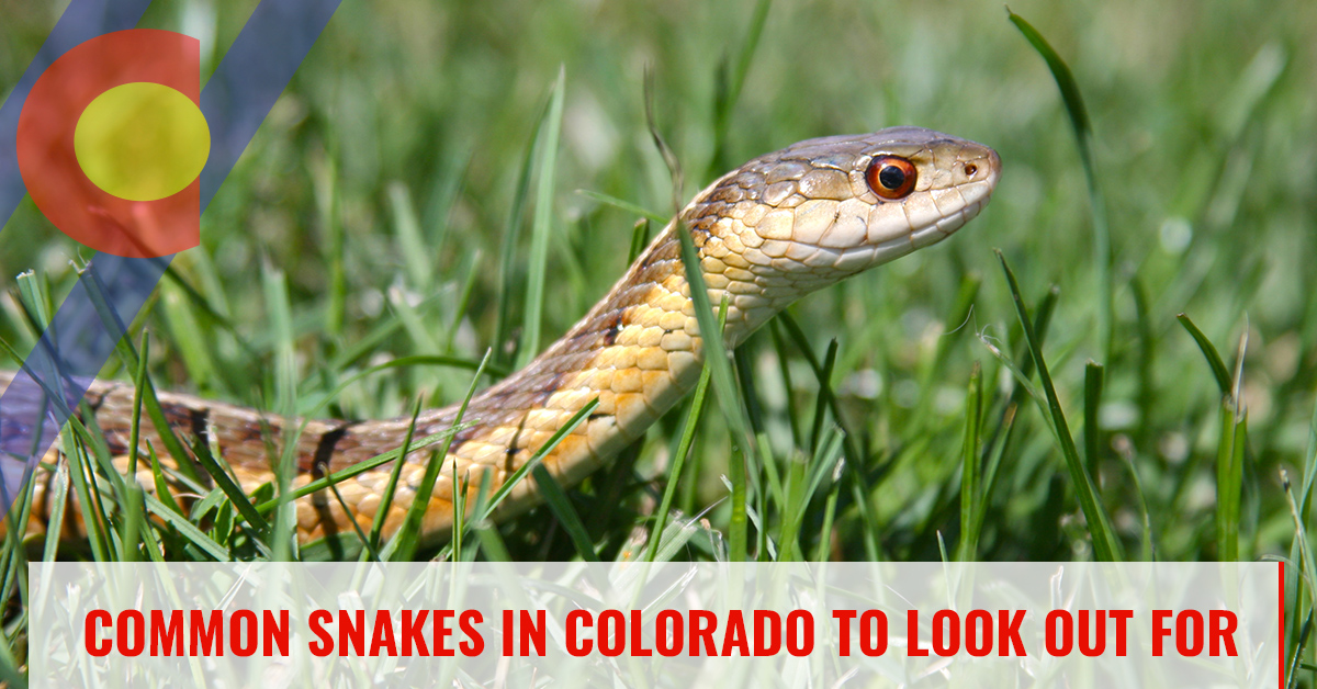 Common snakes in Colorado
