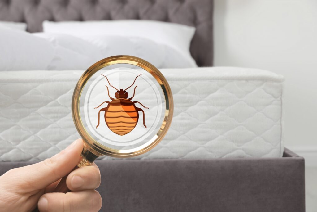 What attracts bed bugs