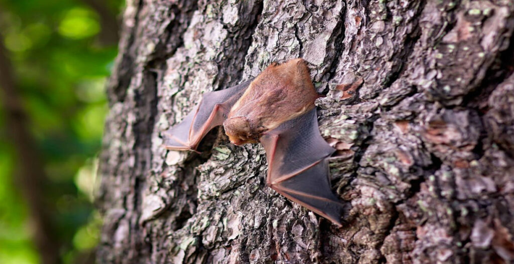 Bat control in Denver