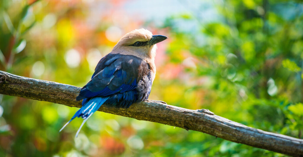 Colorful bird on a tree branch