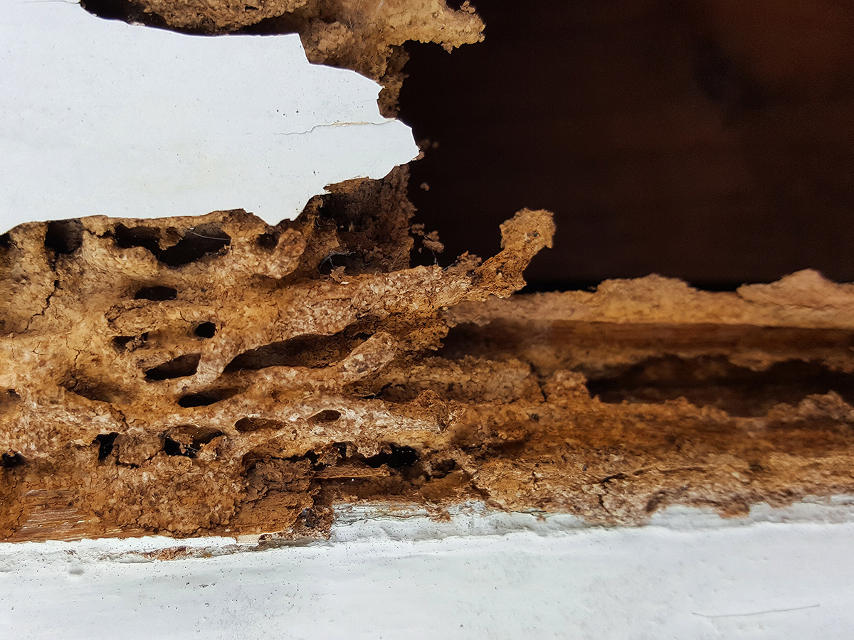 Termite damage on wood siding