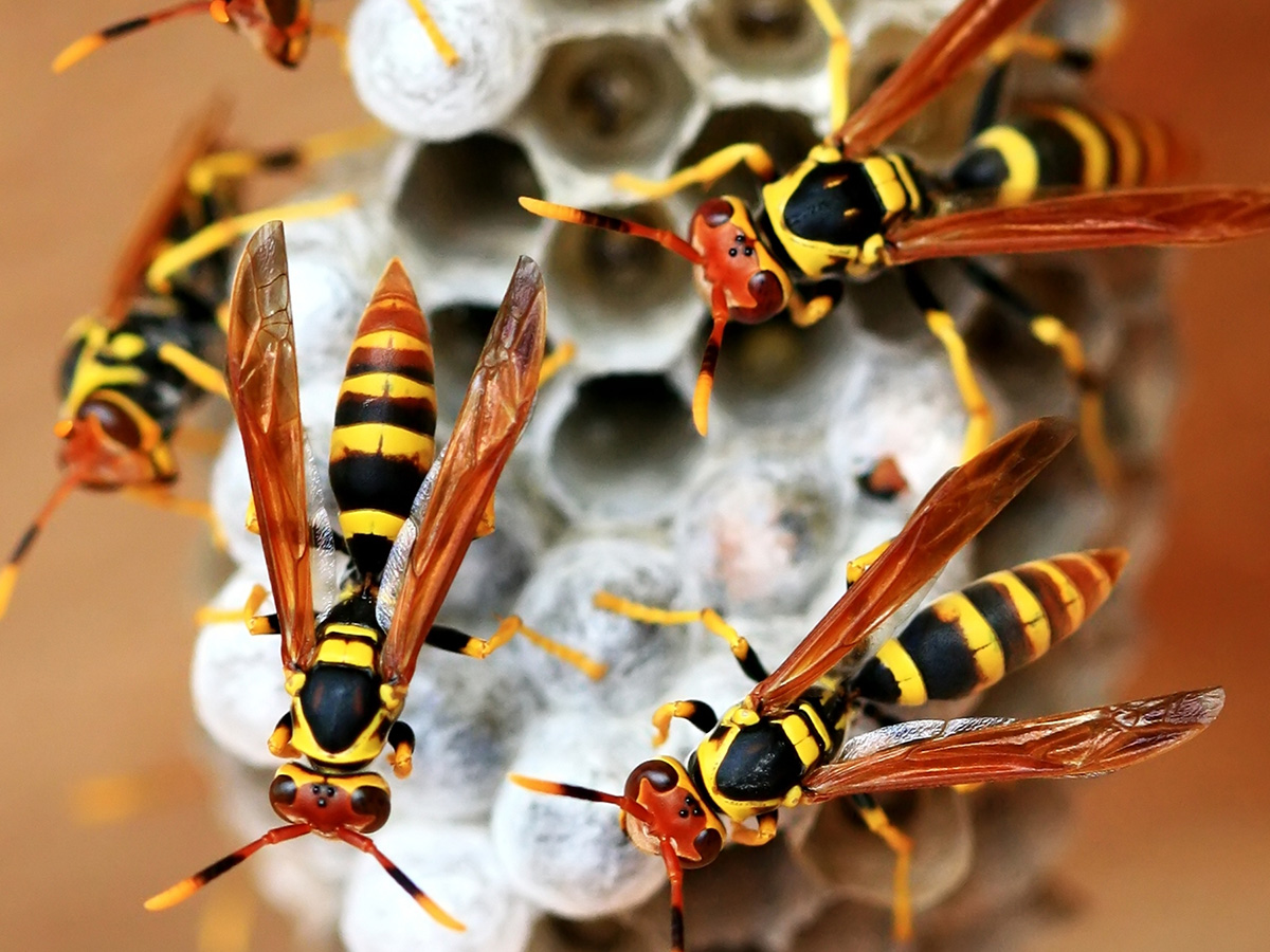 Wasps building a nest indoors