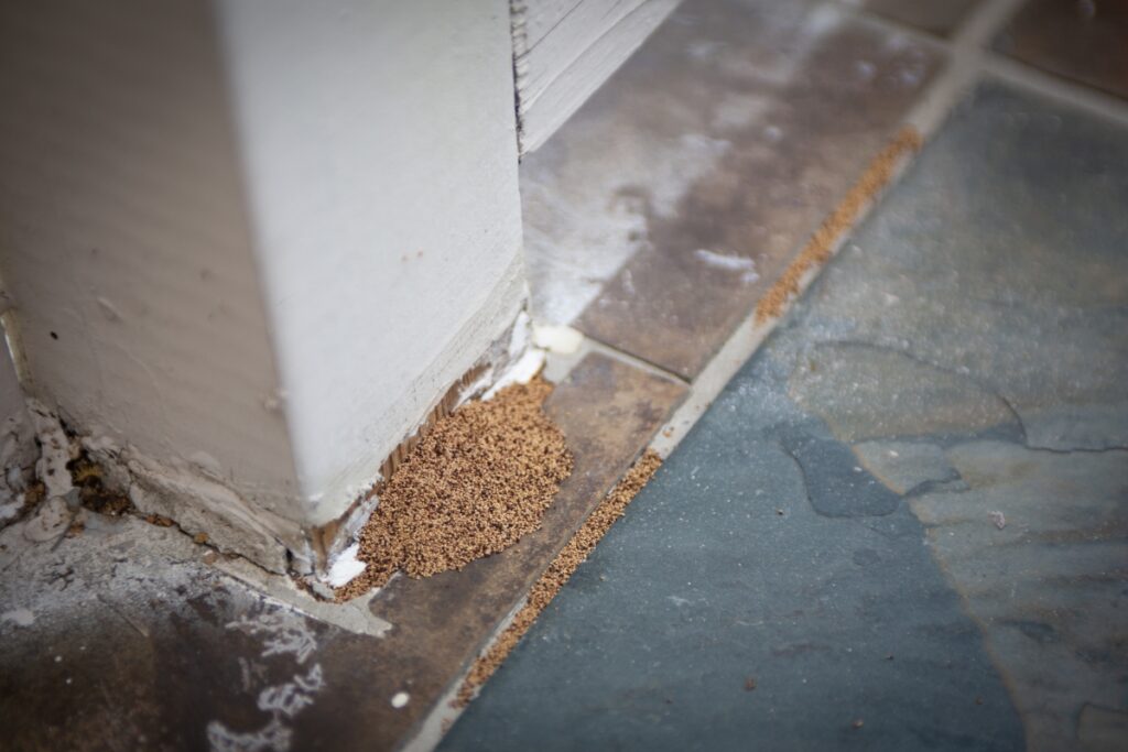 damage from termites