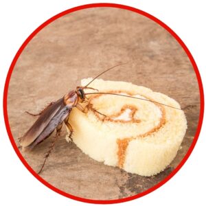 pests on food