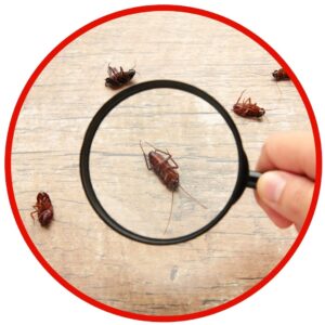 magnifying glass and cockroaches