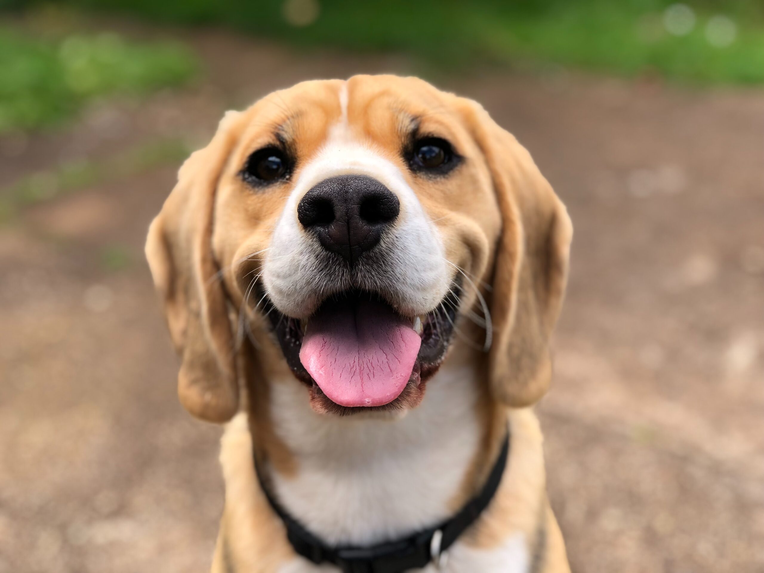 img of a dog