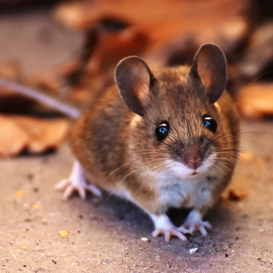 Mouse looking at camera