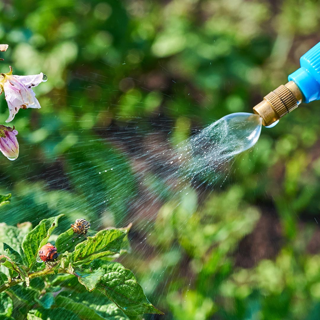 Pesticide being sprayed on plants