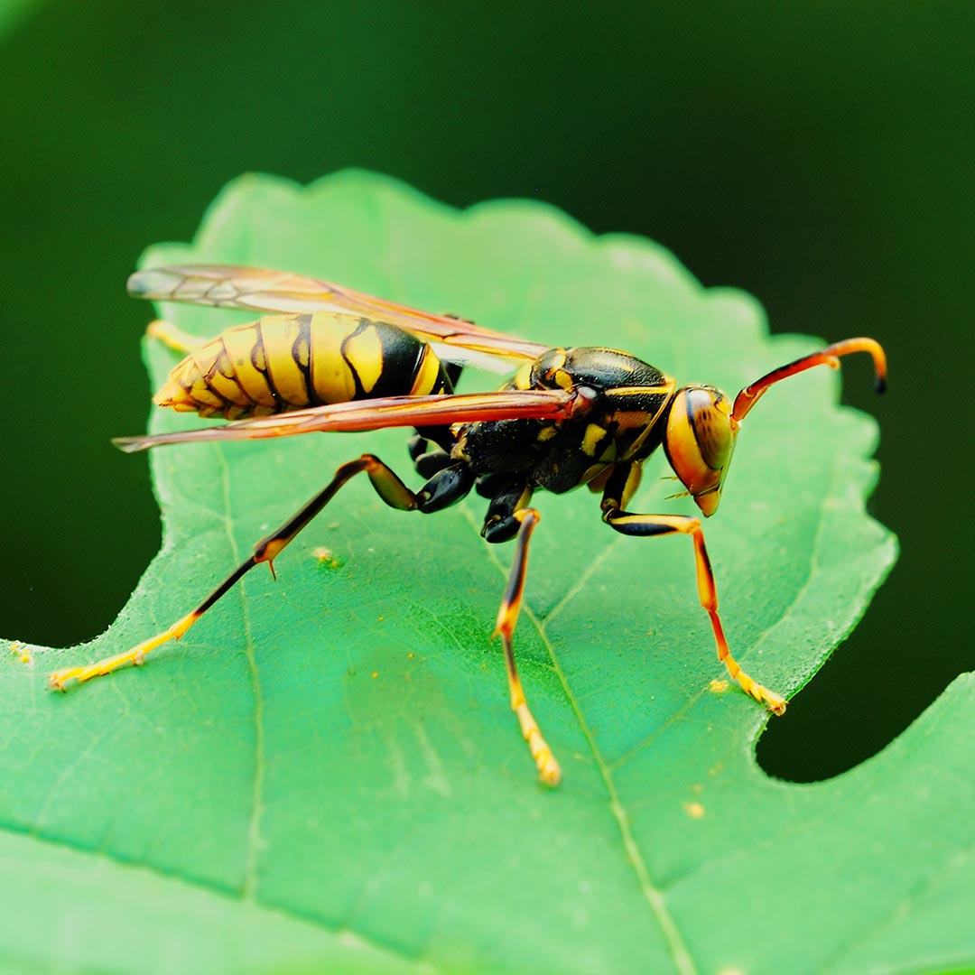 Wasp on a green leaf