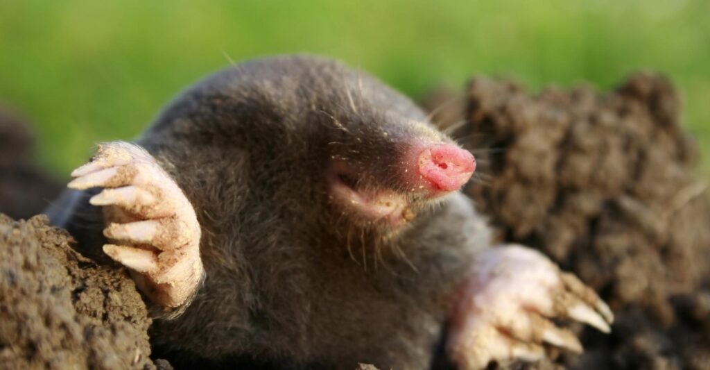 Mole popping out of hole