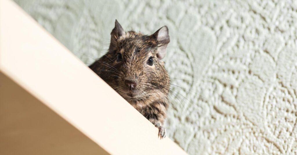 Rat lurking